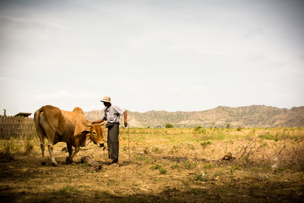 Burmese farmer tending his buffalo in an arid field.